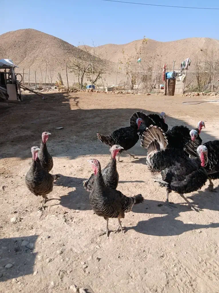 بوقلموننر|حیوانات مزرعه|شیراز, شهرک مهدیآباد|دیوار