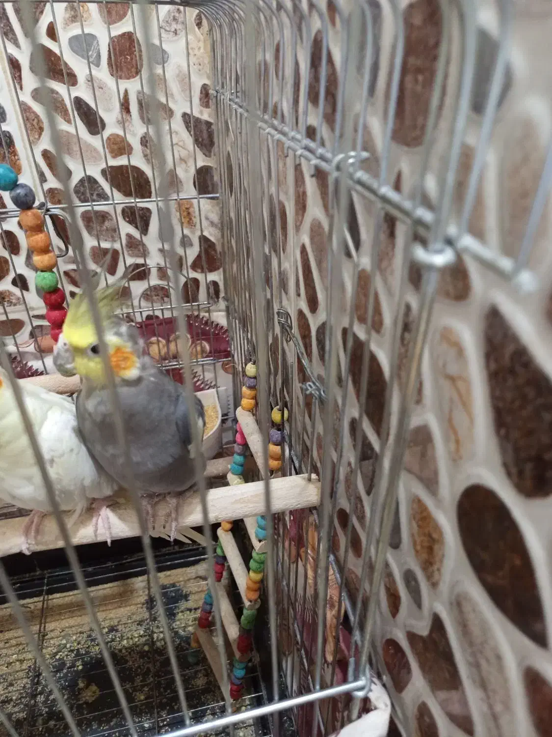 عروس هلندی نر|پرنده|تفت, |دیوار