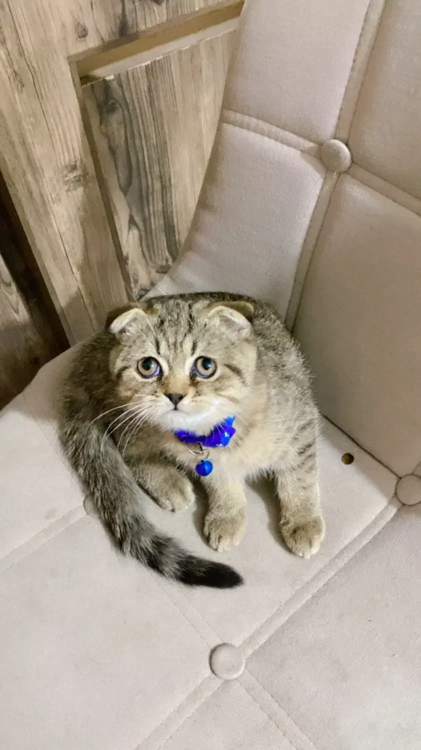 گربه|گربه|بندرعباس, |دیوار