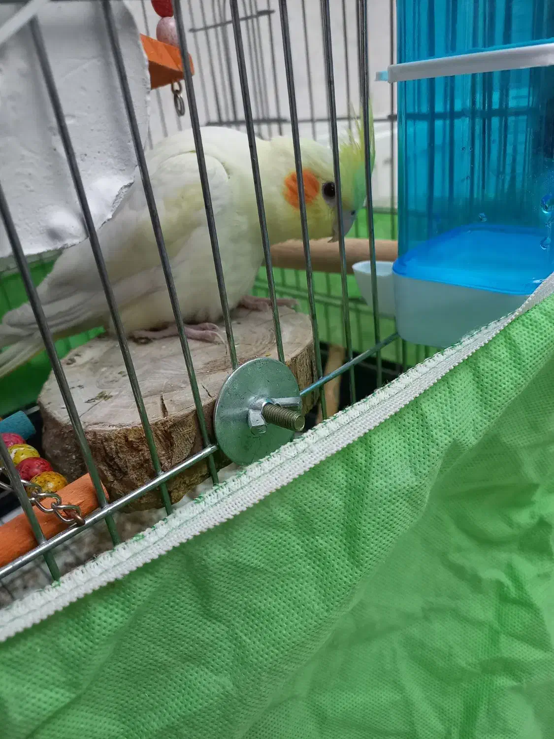 عروس هلندی لوتینو|پرنده|فردیس, شهرک وحدت|دیوار