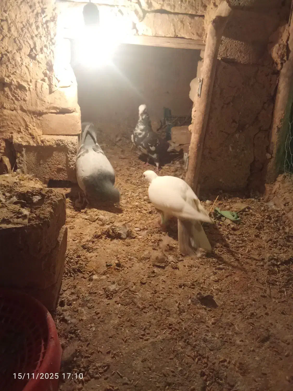 کبوتر جفتی و پرشی|پرنده|بجنورد, |دیوار