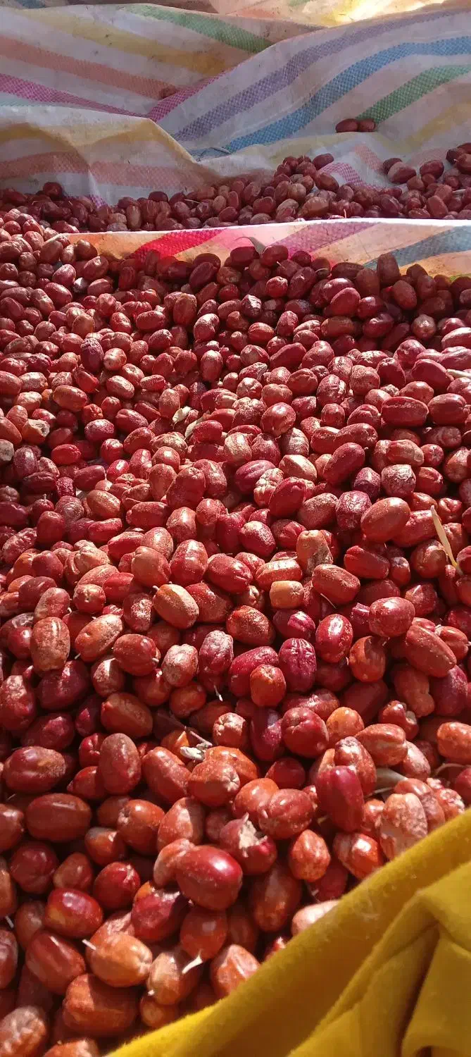 سنجد|خوردنی و آشامیدنی|نوشین شهر, |دیوار