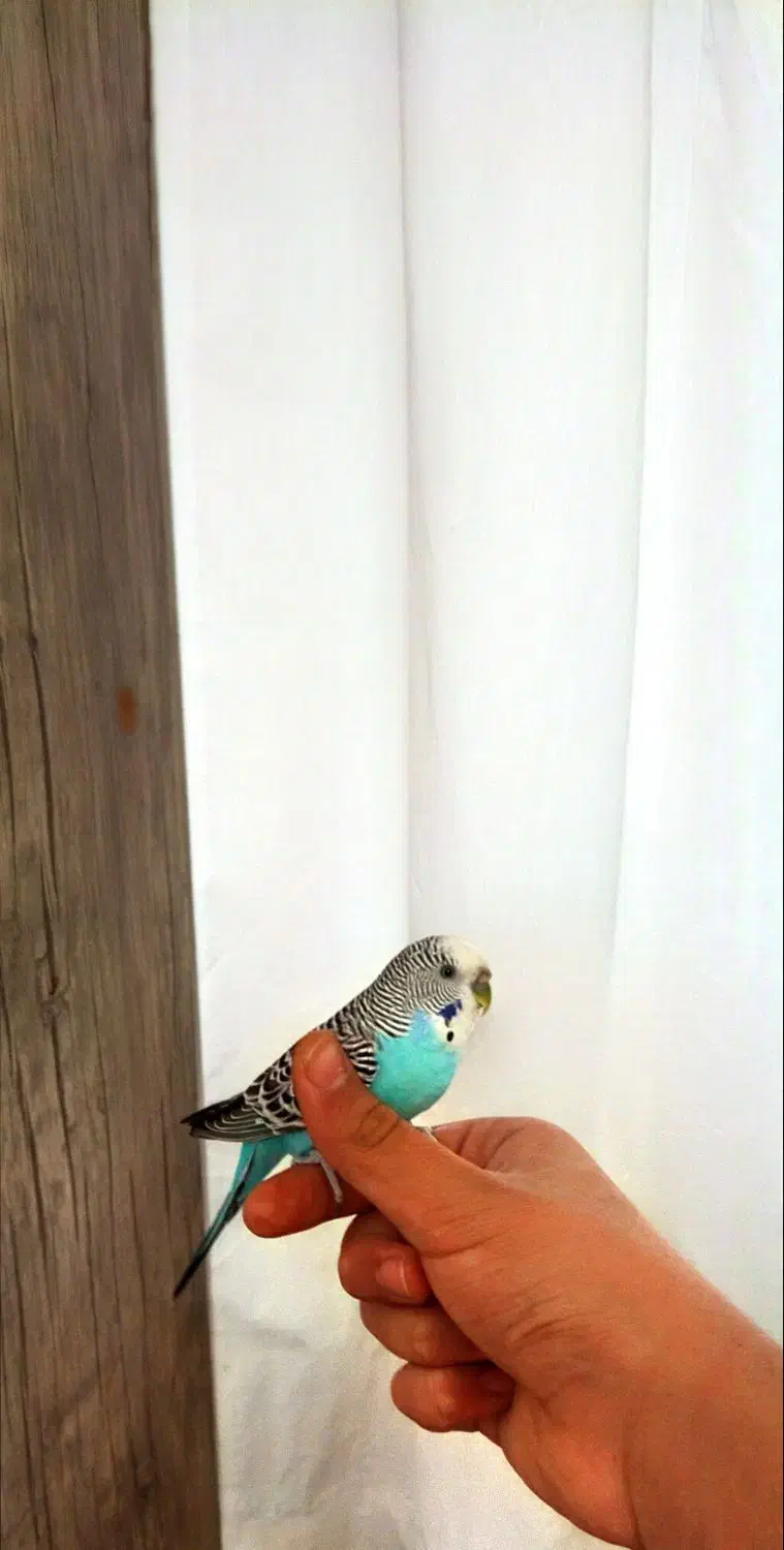 مرغ عشق دستی ماده|پرنده|مشکین‌دشت, |دیوار