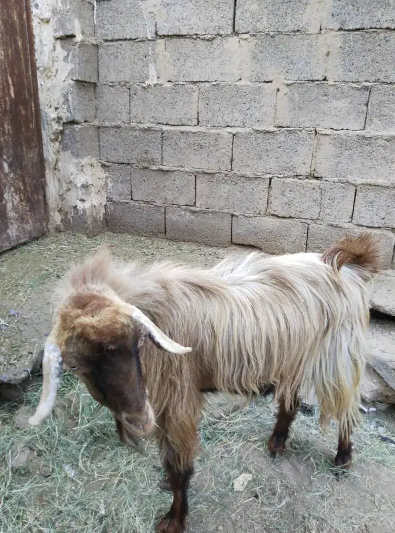 کره نری|حیوانات مزرعه|نرماشیر, |دیوار