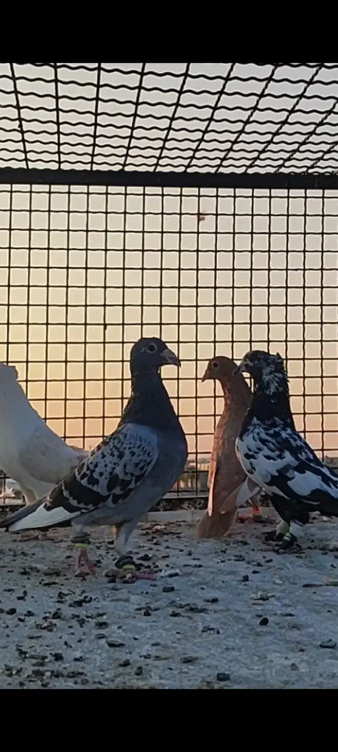 کفتر رنگه پرشی|پرنده|تربت‌حیدریه, بالا ولایت|دیوار