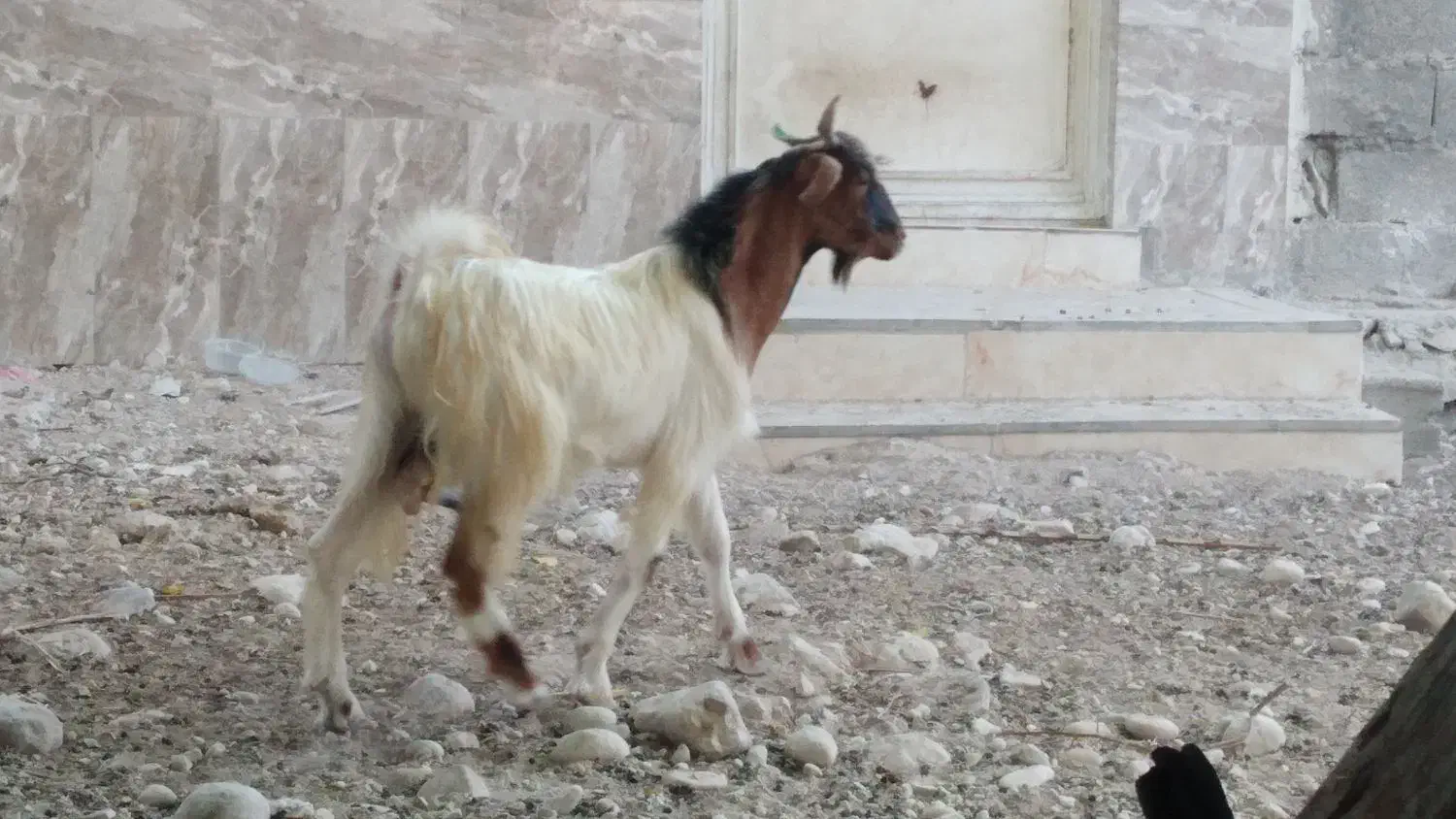 کهره نر|حیوانات مزرعه|بندر کنگان, |دیوار