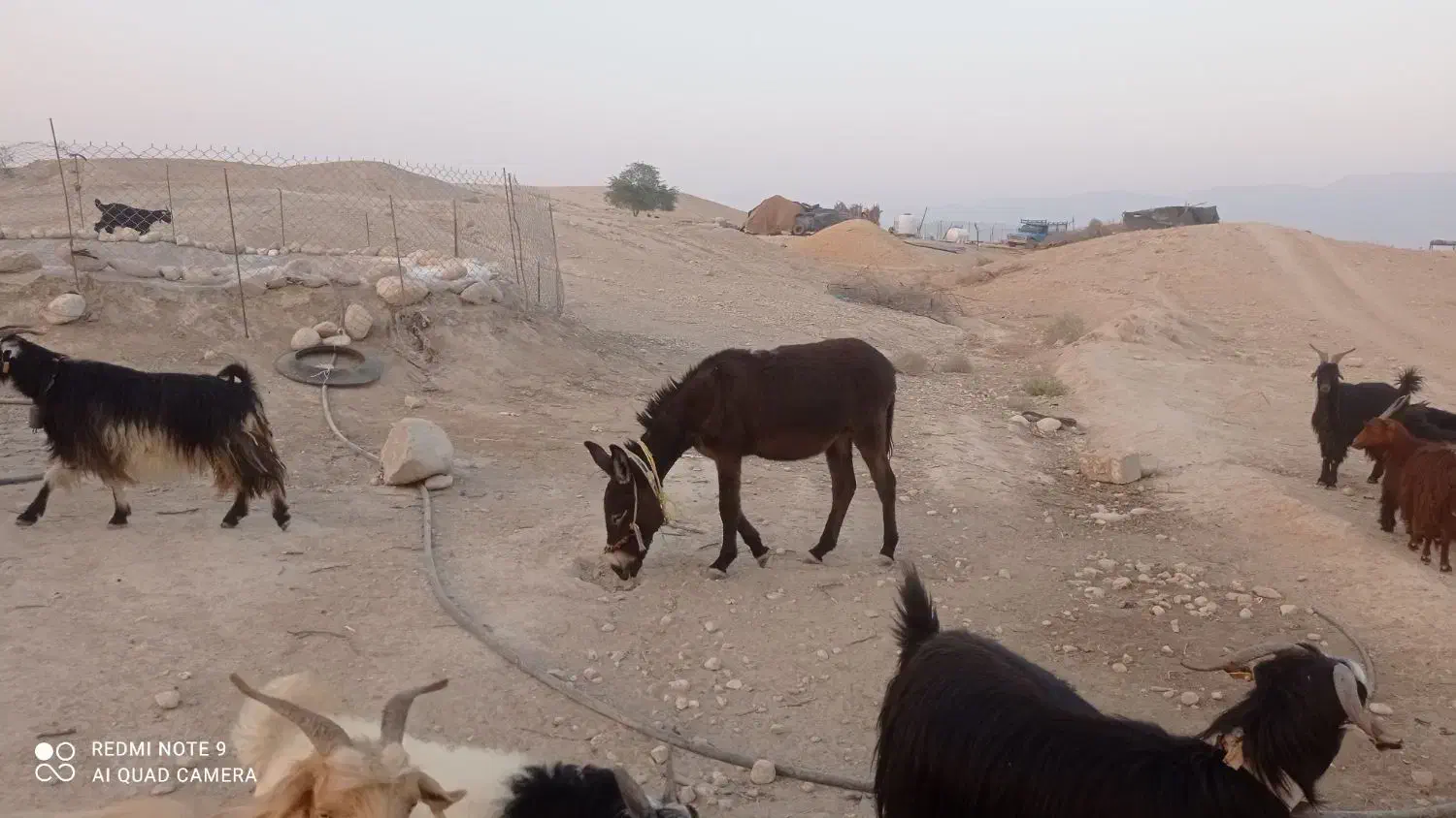 خرگله ای|حیوانات مزرعه|برازجان, |دیوار