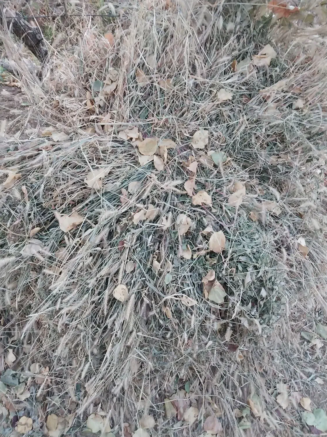 علوفه خشک|خدمات باغبانی و درختکاری|ابهر, |دیوار