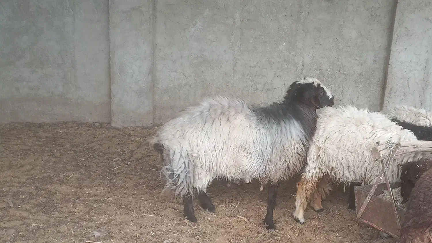 فروش قوچ قزل افشار داری ژن دوقلو زای|حیوانات مزرعه|پیر بکران, |دیوار