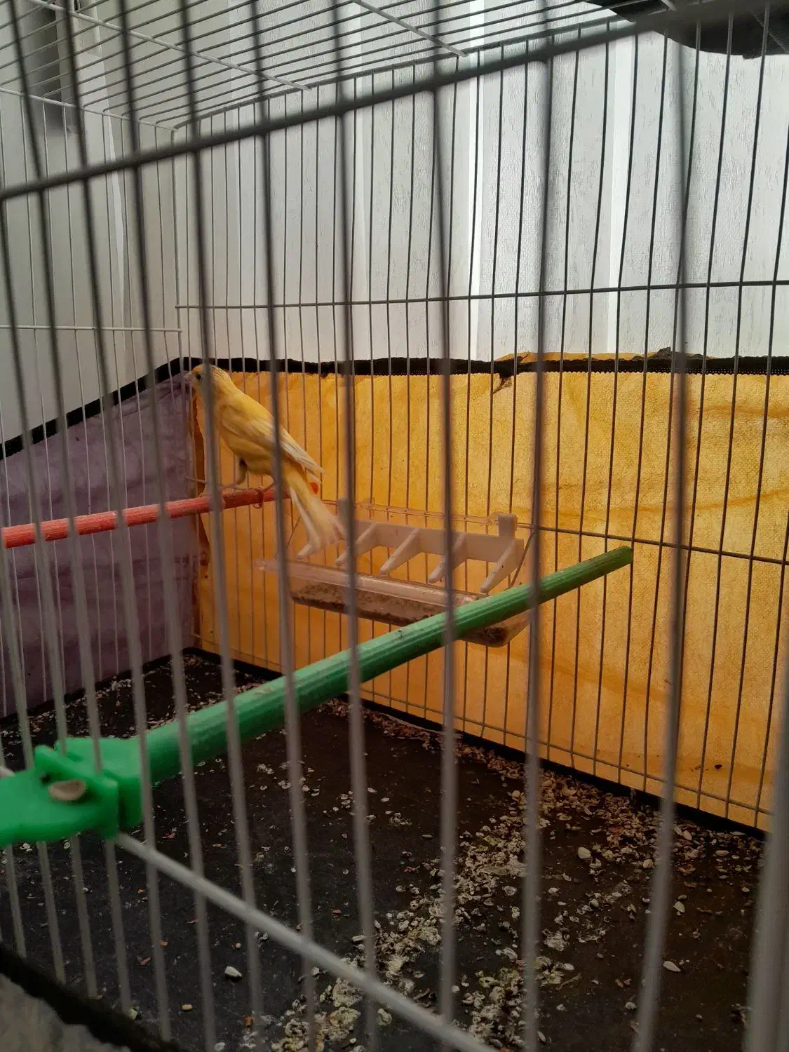 دو عدد قناری فروشی|پرنده|تربت‌حیدریه, ابوذر|دیوار