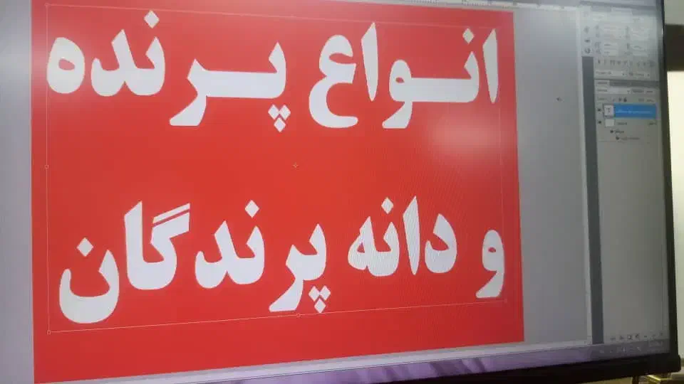 انواع پرنده ،لوازم جانبی،و دان پرندگان|پرنده|مسجد سلیمان, |دیوار