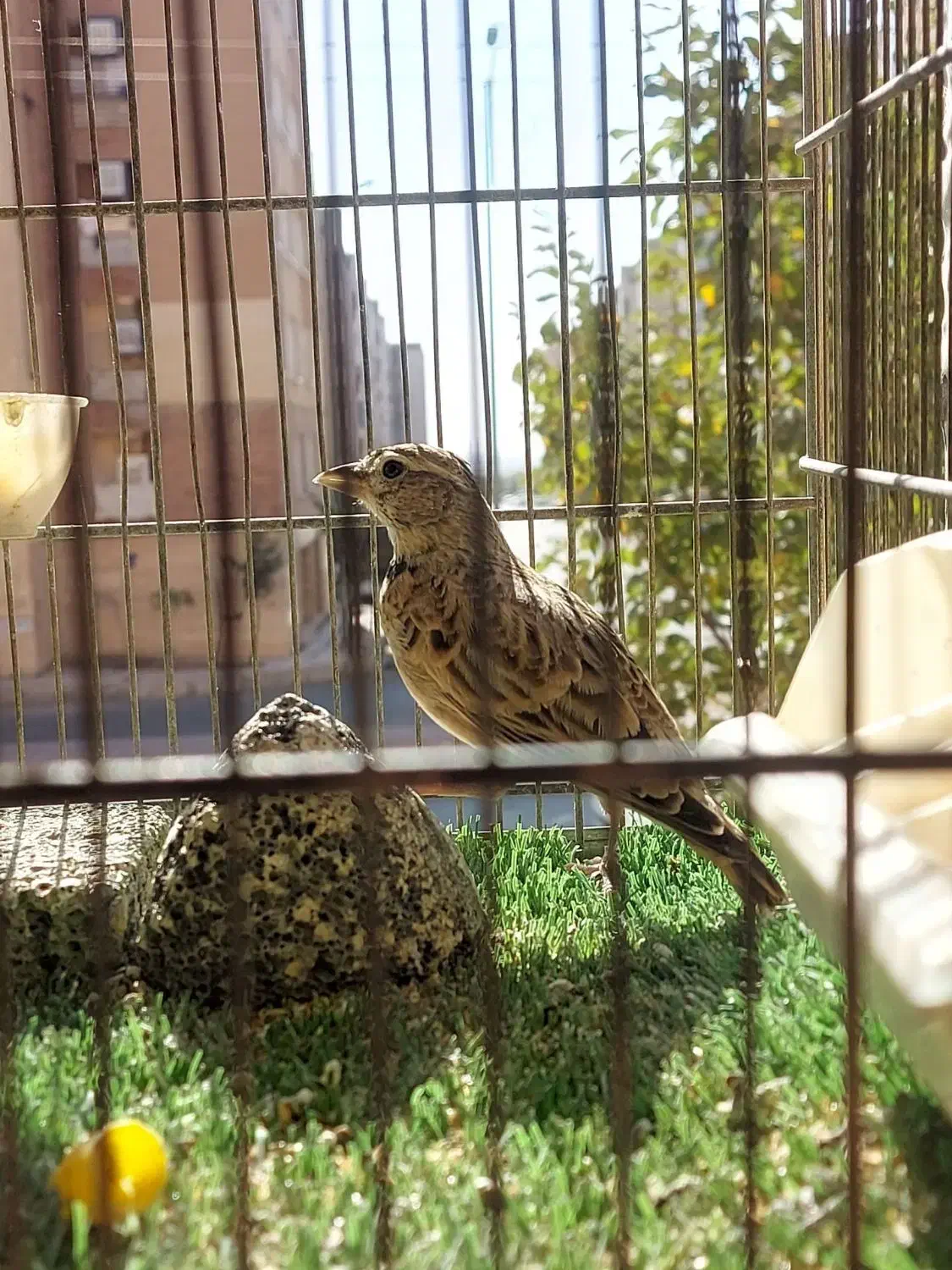 پرنده خوش آواز|پرنده|محمدیه-قزوین, |دیوار