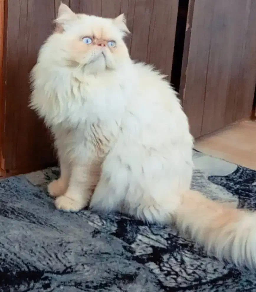 پرشین مولد|گربه|رشت, کوی حسینی|دیوار