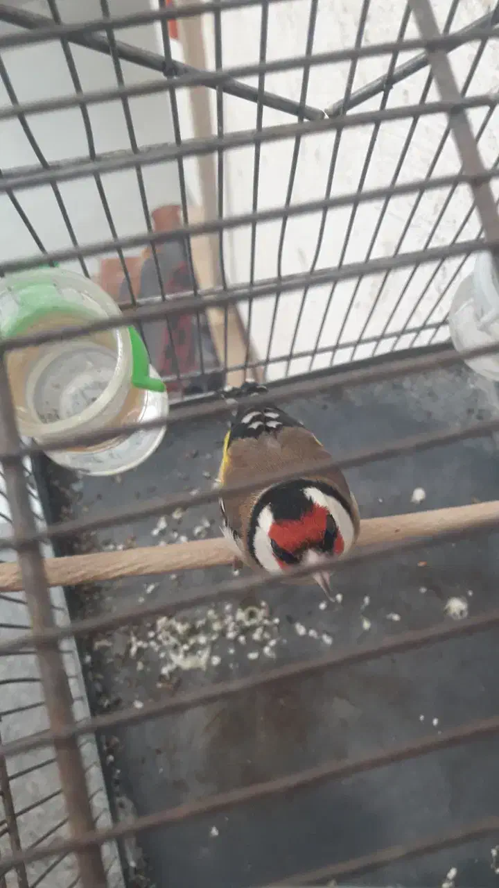 سهره|پرنده|فسا, |دیوار