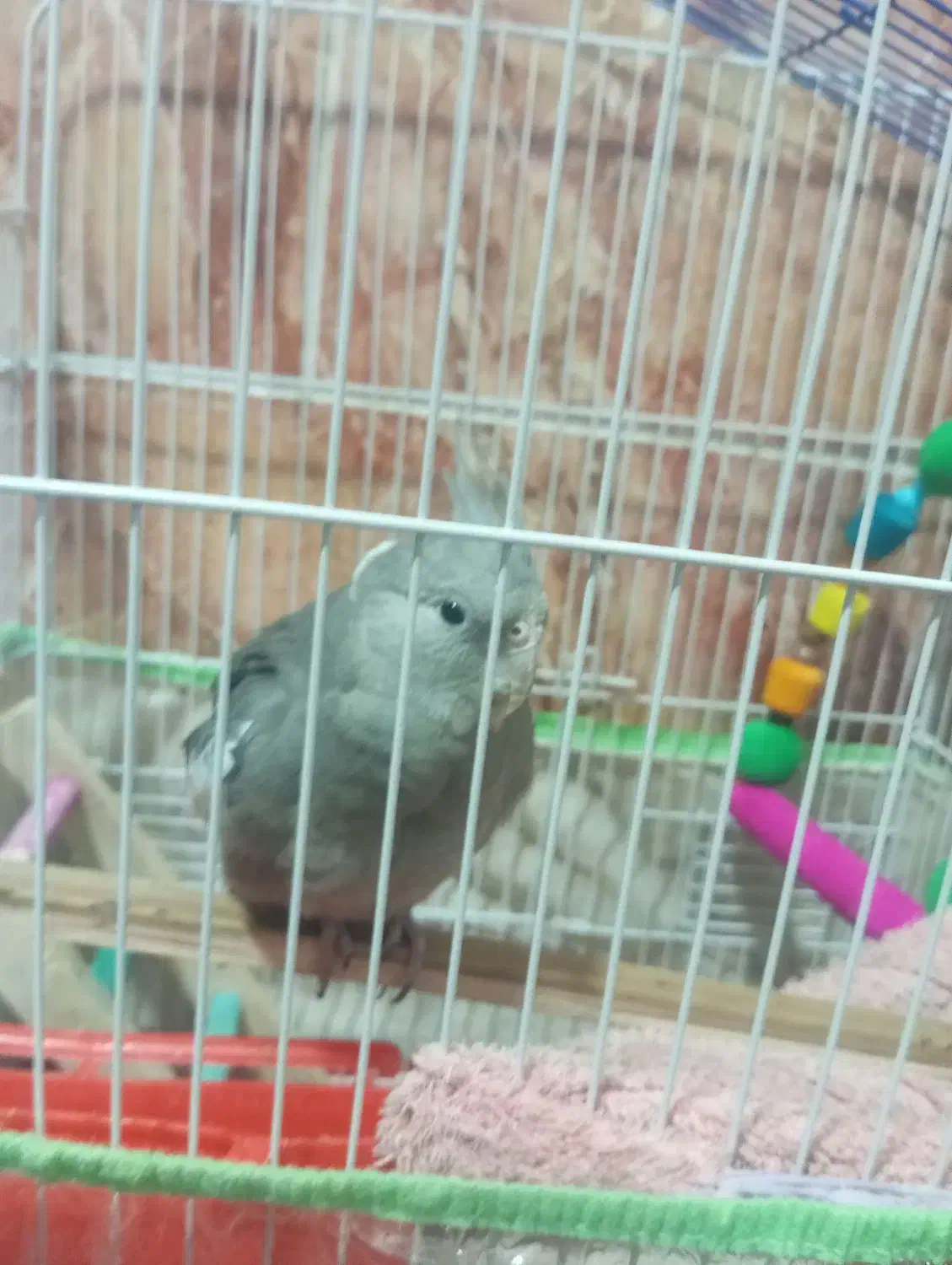 طوطی عروس هلندی|پرنده|قشم, |دیوار