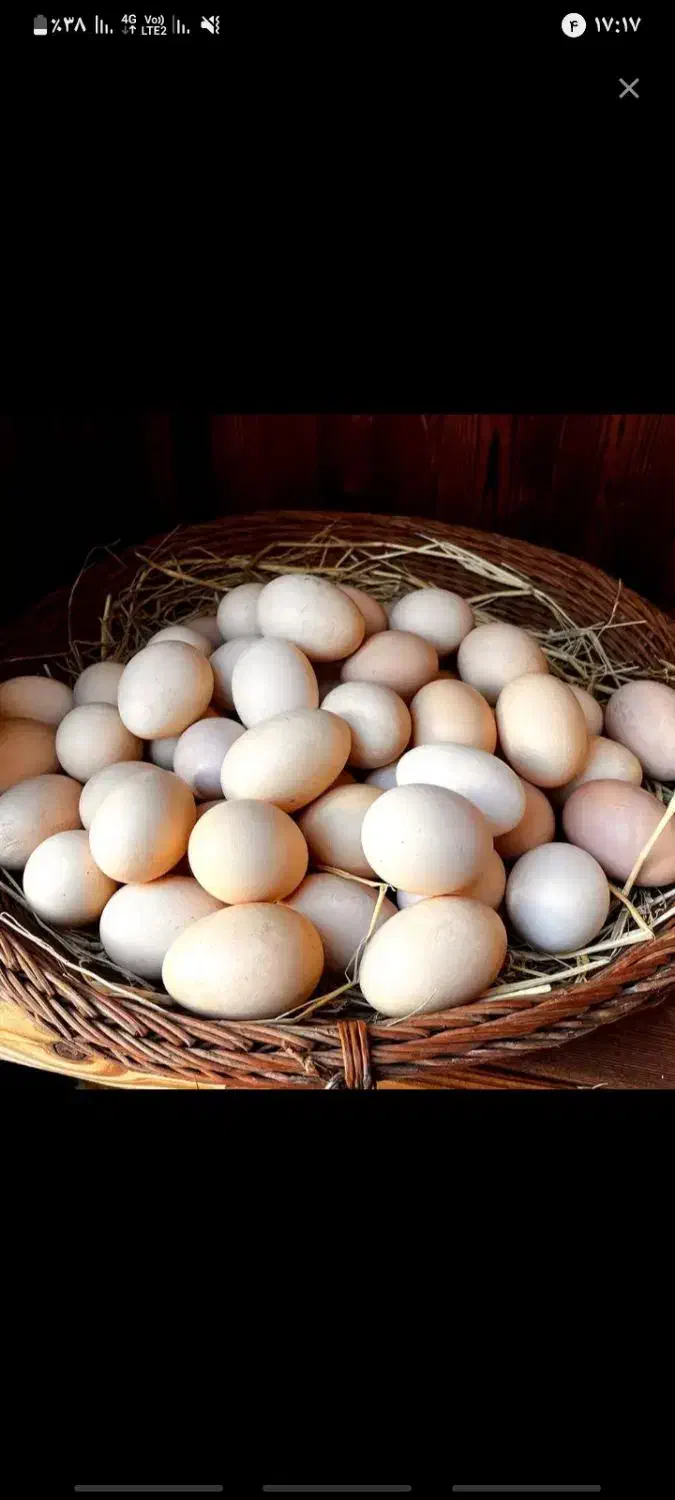 تخم مرغ|حیوانات مزرعه|نیشابور, امام خمینی|دیوار