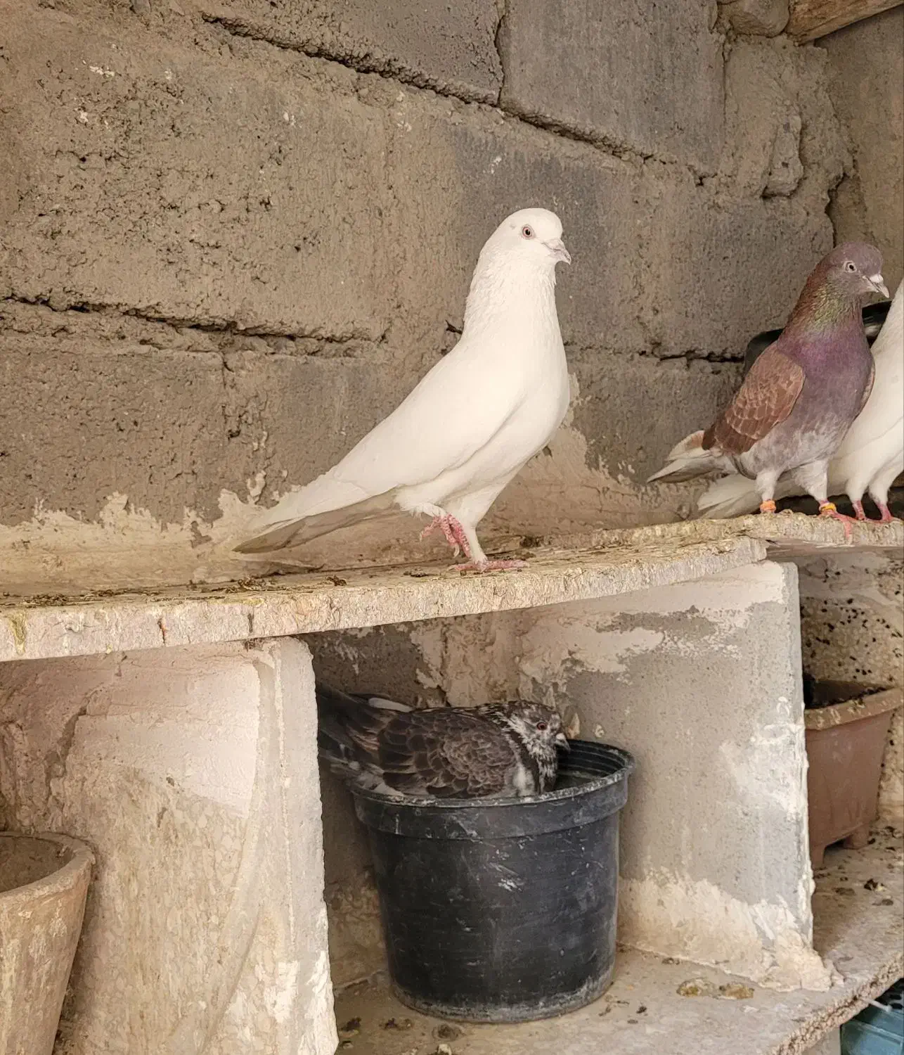 فروش ۸ عدد کار درست|حراج|شاهرود, |دیوار