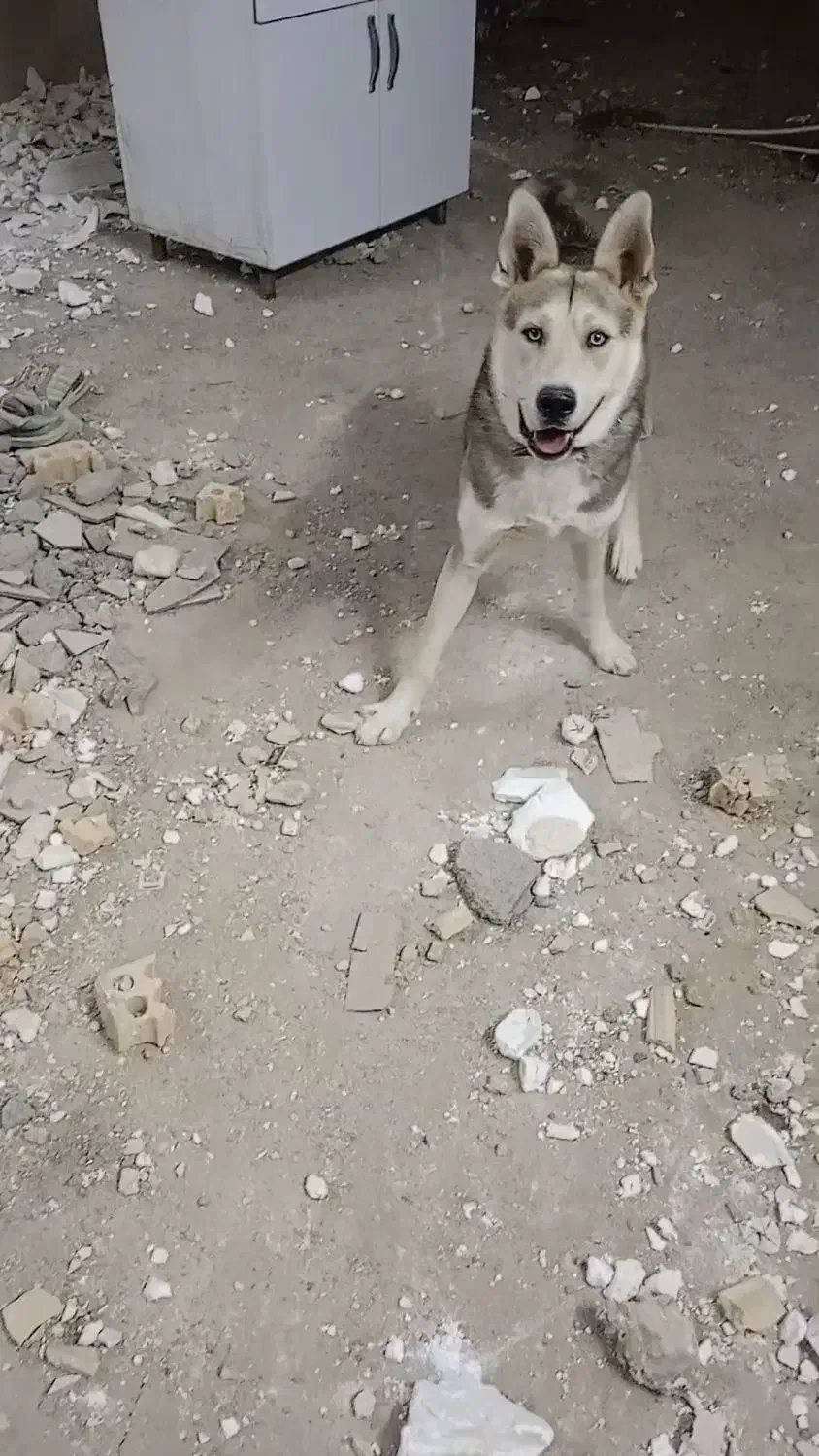 سگ هاسکی معاوضه با کفةر بوم شهرستانی|سگ|مشهد, رباط طرق|دیوار