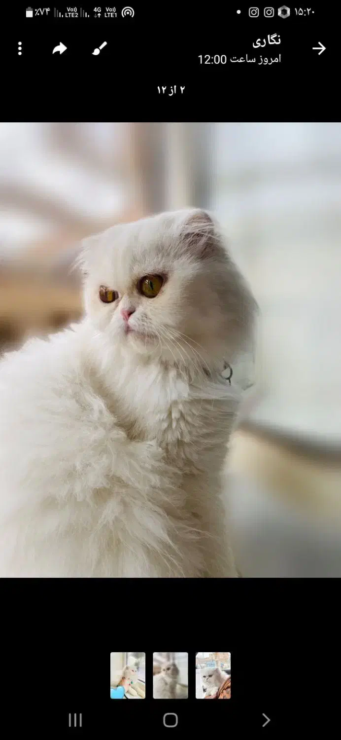 گربه پرشین ماده|گربه|زرند, |دیوار