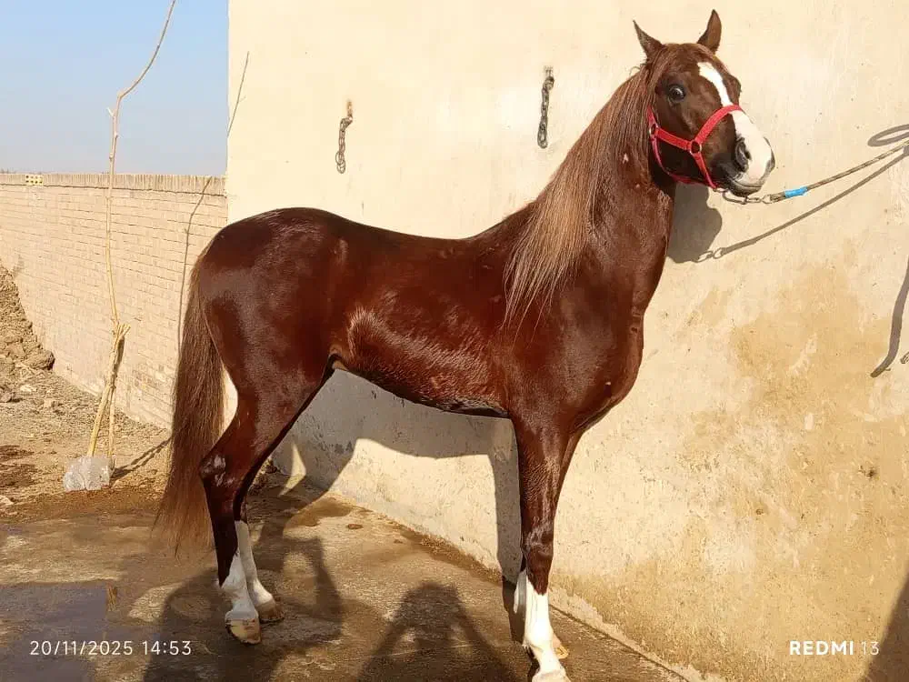 نریان عرب خالص ایرانی|اسب و تجهیزات اسبسواری|یزد, |دیوار