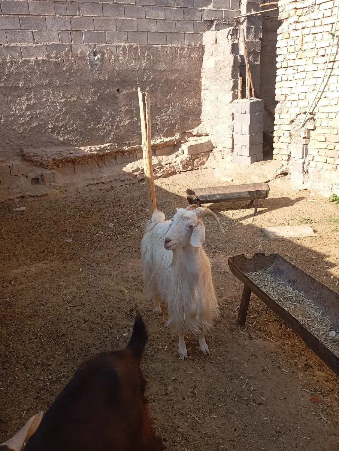 بز چاق|حیوانات مزرعه|فسارود, |دیوار