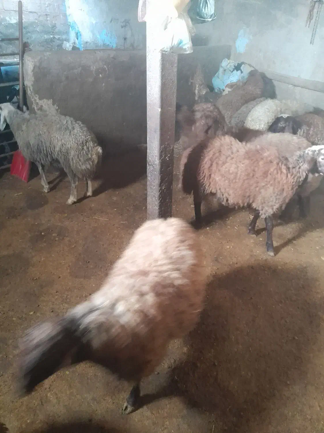 بره نر|حیوانات مزرعه|دهگلان, |دیوار