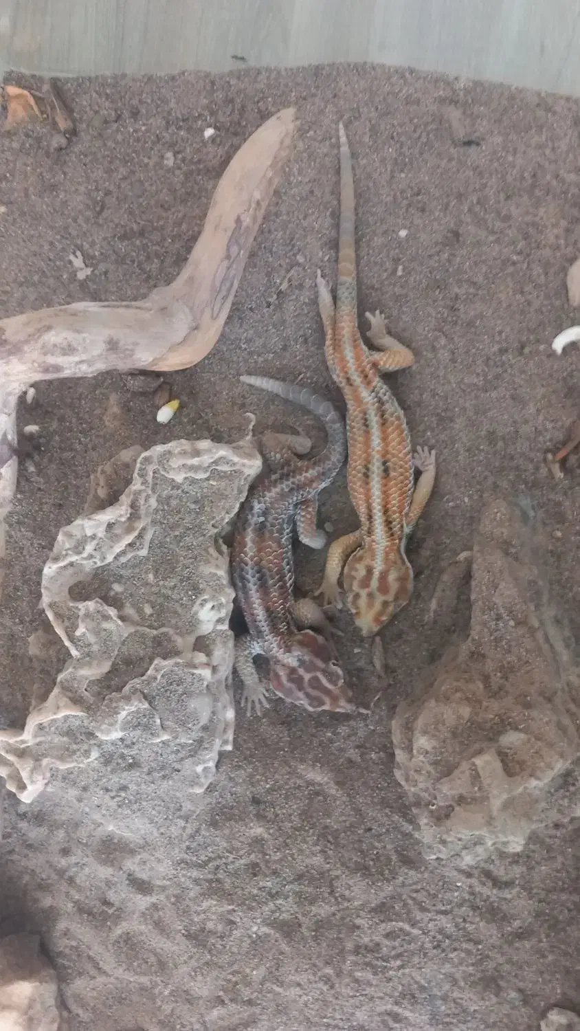 اکواریوم شرکتی|ماهی|مشهد, امیریه|دیوار