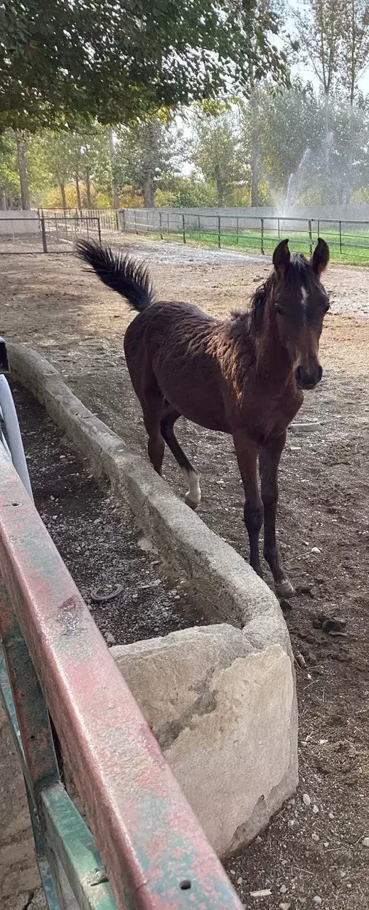 فروشی فوری|اسب و تجهیزات اسب‌سواری|هشتگرد, تهران دشت|دیوار