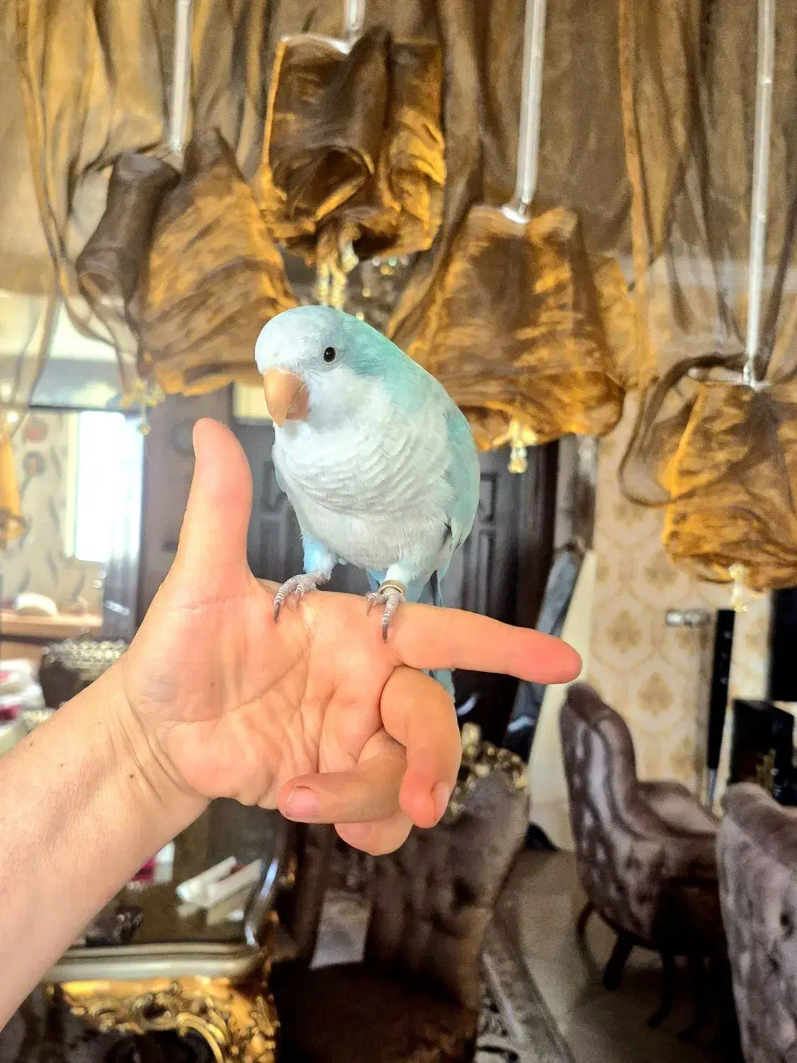 طوطی راهب ابی|پرنده|کرمانشاه, |دیوار