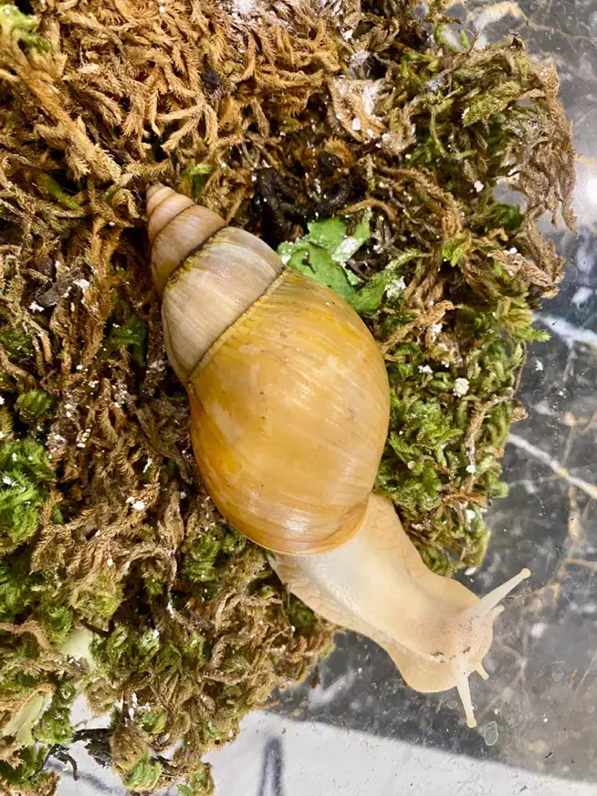 حلزون 9 ماهه بالغ|خزنده|تهران, یوسفآباد|دیوار