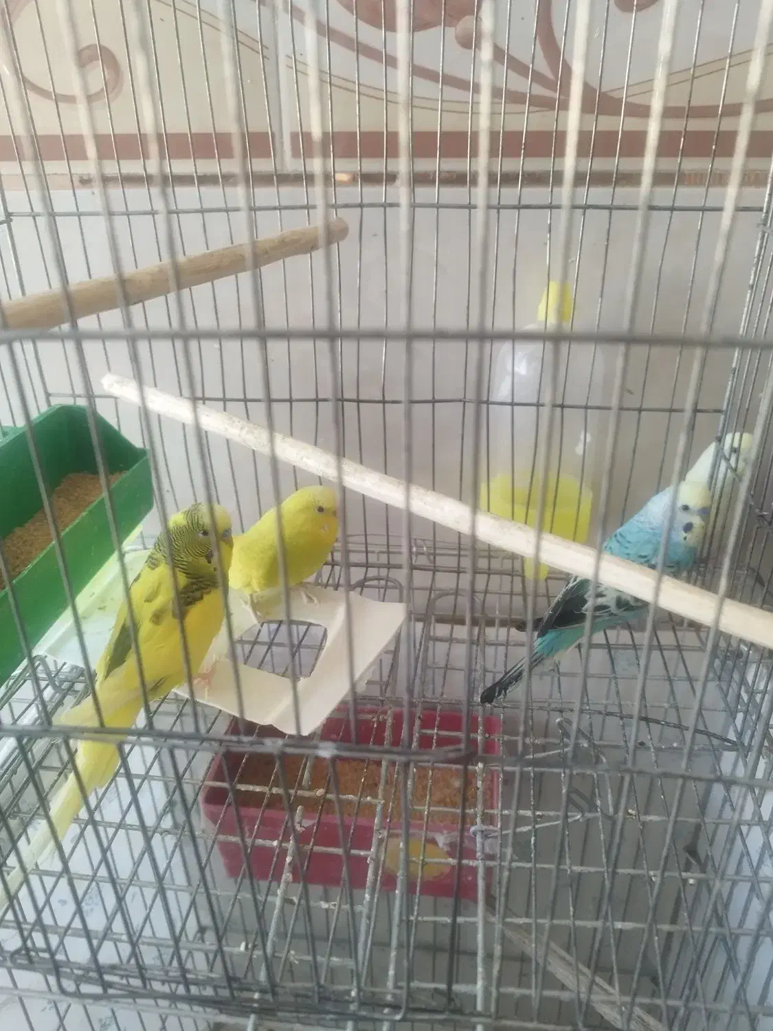 فروش چند پرنده توافقی عروس هلندی یه جفت مرغ عشق|پرنده|خبر, |دیوار