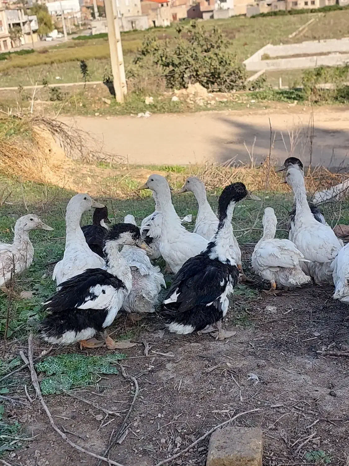 اردک محلی و خارجی غاز قوغاز|حیوانات مزرعه|گرگان, |دیوار