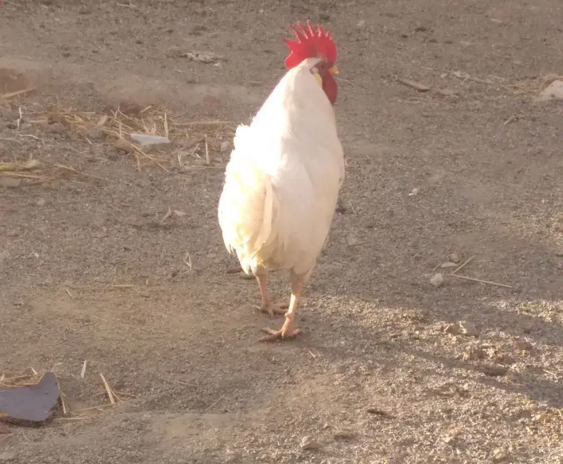 خروس|حیوانات مزرعه|نظرآباد, احمد آباد|دیوار