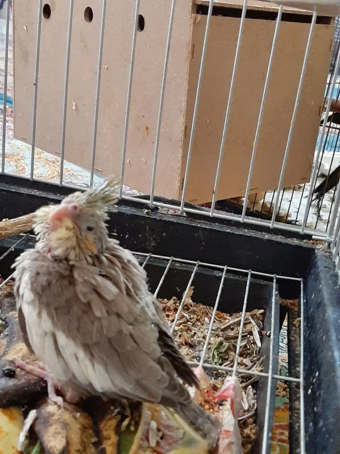 پرنده عروس پاریس ۷ عدد|پرنده|اهواز, کوی بشارت|دیوار