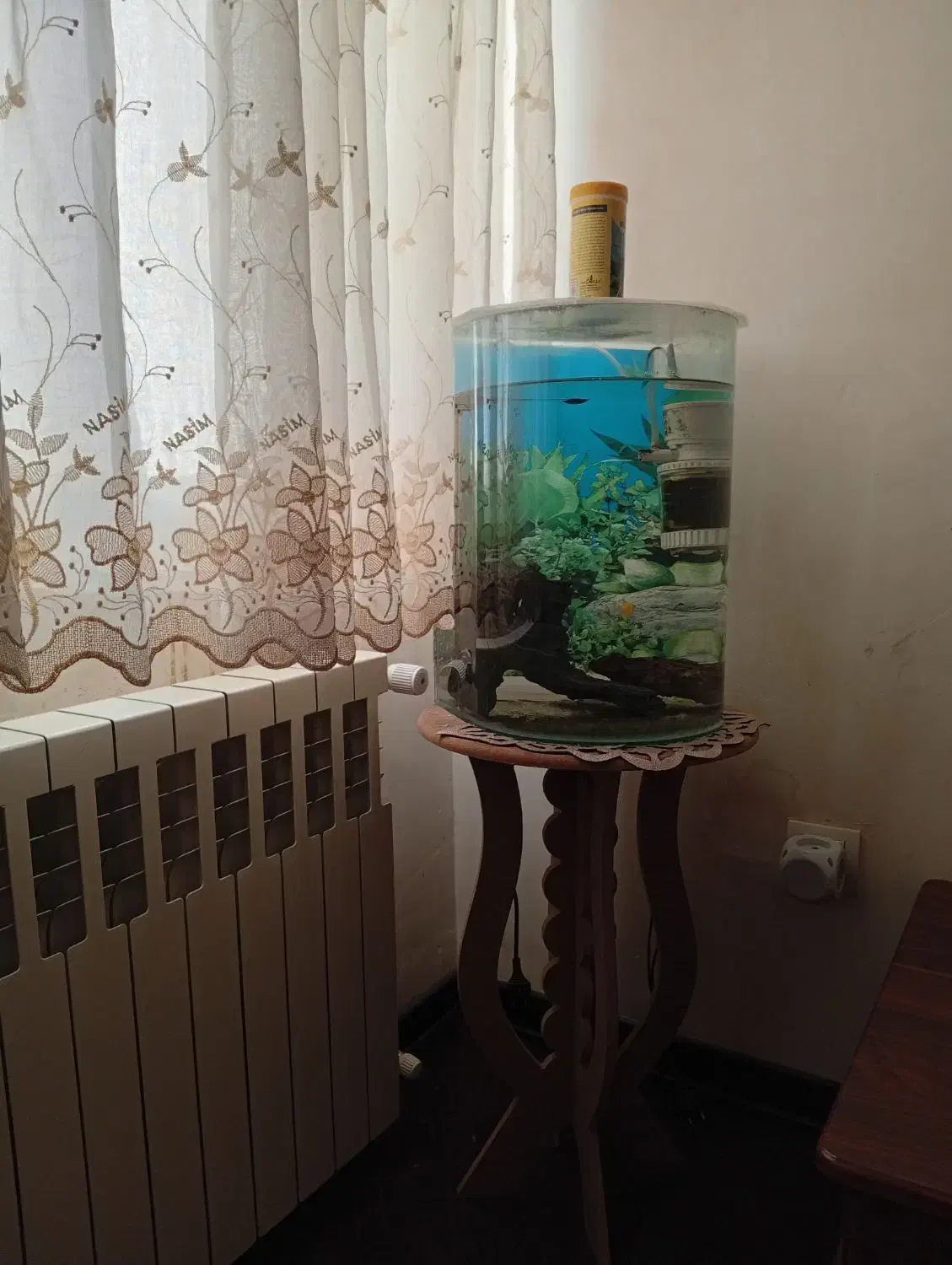 آکواریوم|ماهی|سقز, |دیوار