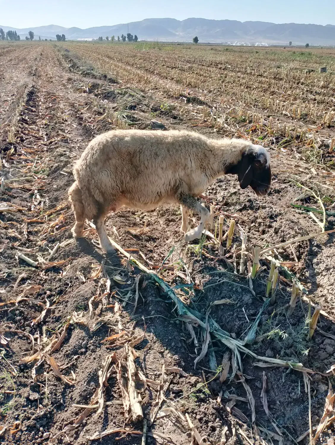 میش سنجابی چپر|حیوانات مزرعه|دشت ذهاب, |دیوار