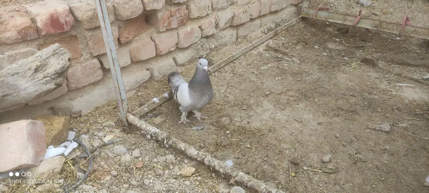 کبوتر|پرنده|مرودشت, محمد آباد|دیوار