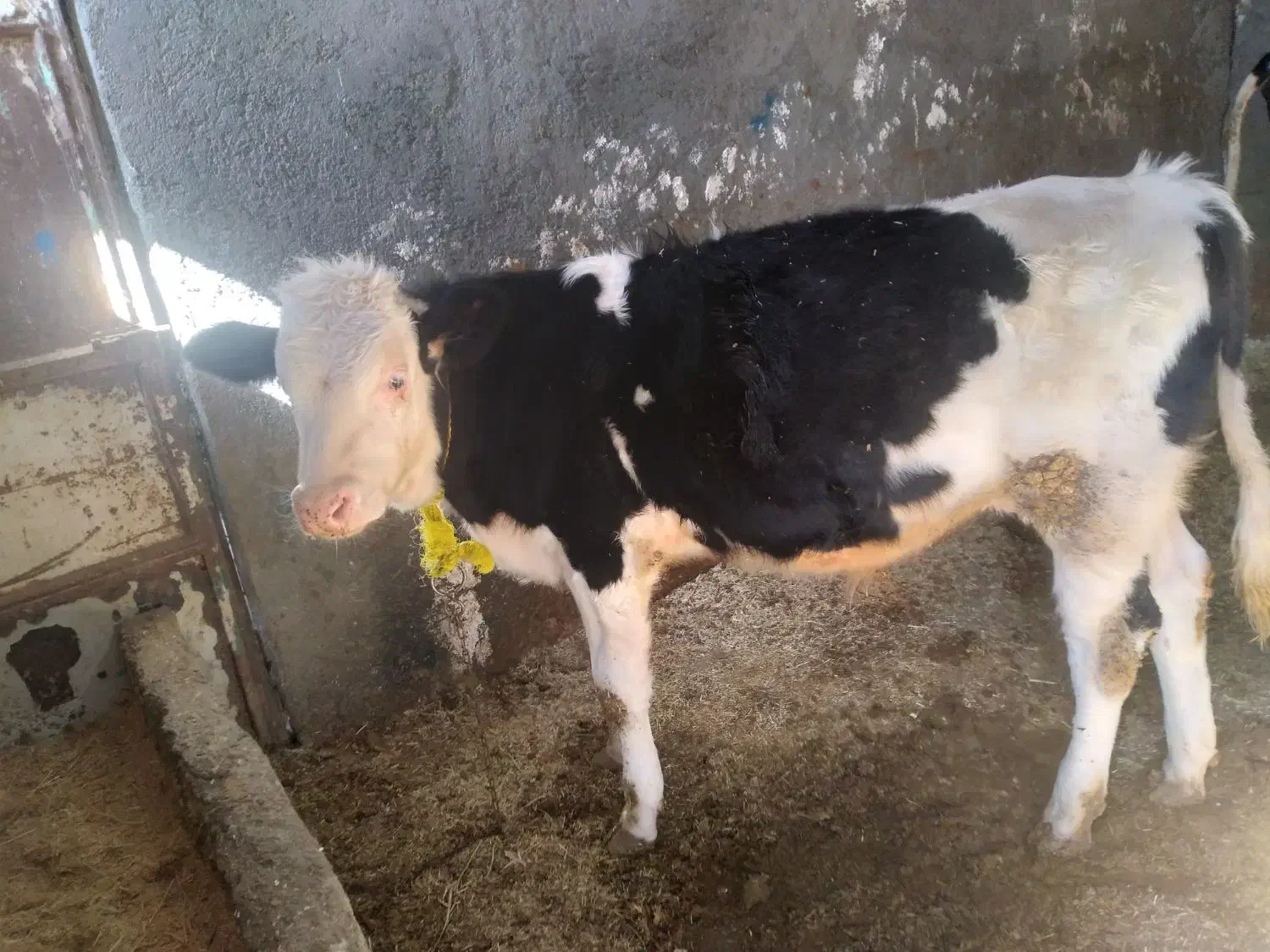 یک راس گوساله سیمینتال حدود۲۲۰کیلونر|حیوانات مزرعه|قیدار, |دیوار