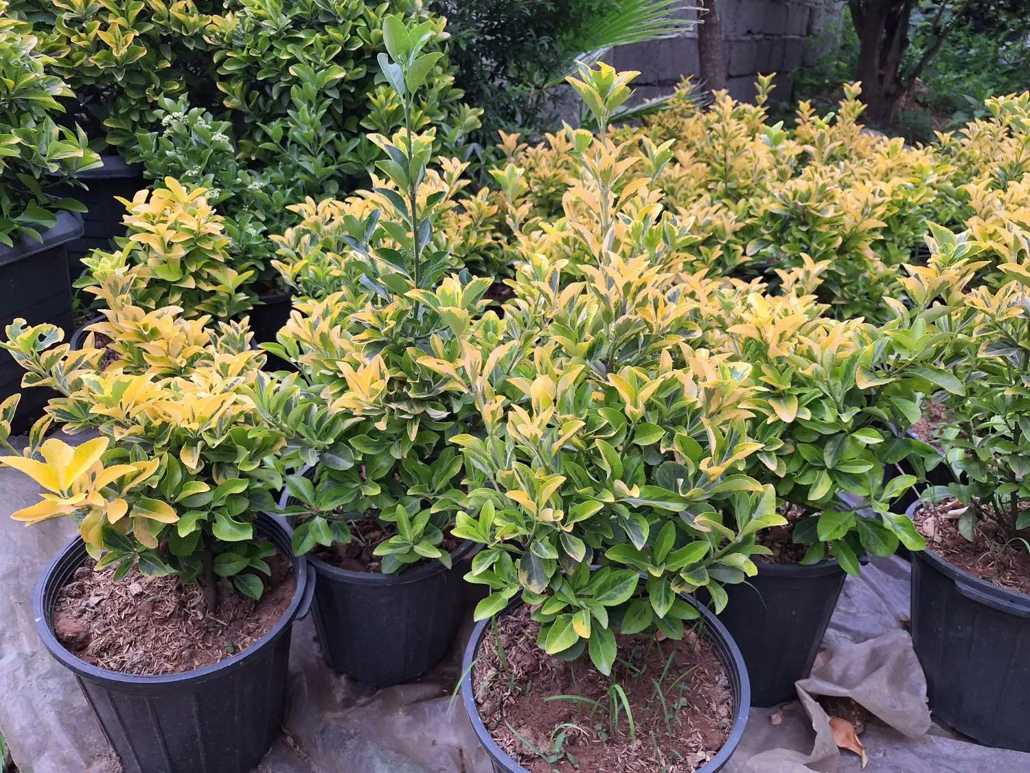 شمشاد طلایی‌سطل  ۱۰  و ۴۰|گل و گیاه طبیعی|چابکسر, |دیوار