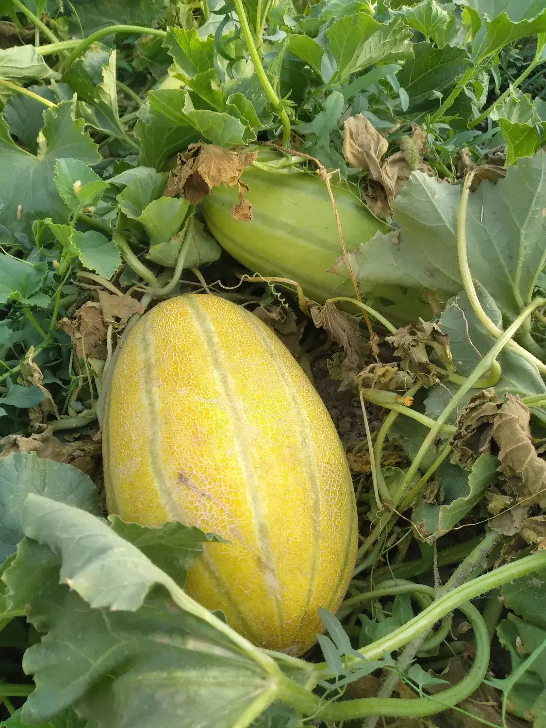 باغ و باغچه|فروش زمین و ملک کلنگی|انزل, |دیوار