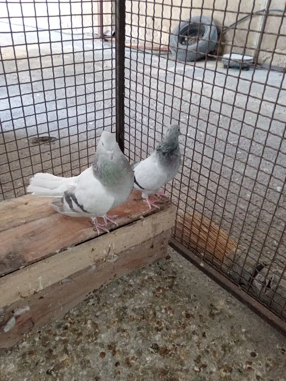 دم سفید|پرنده|جره و بالاده, |دیوار