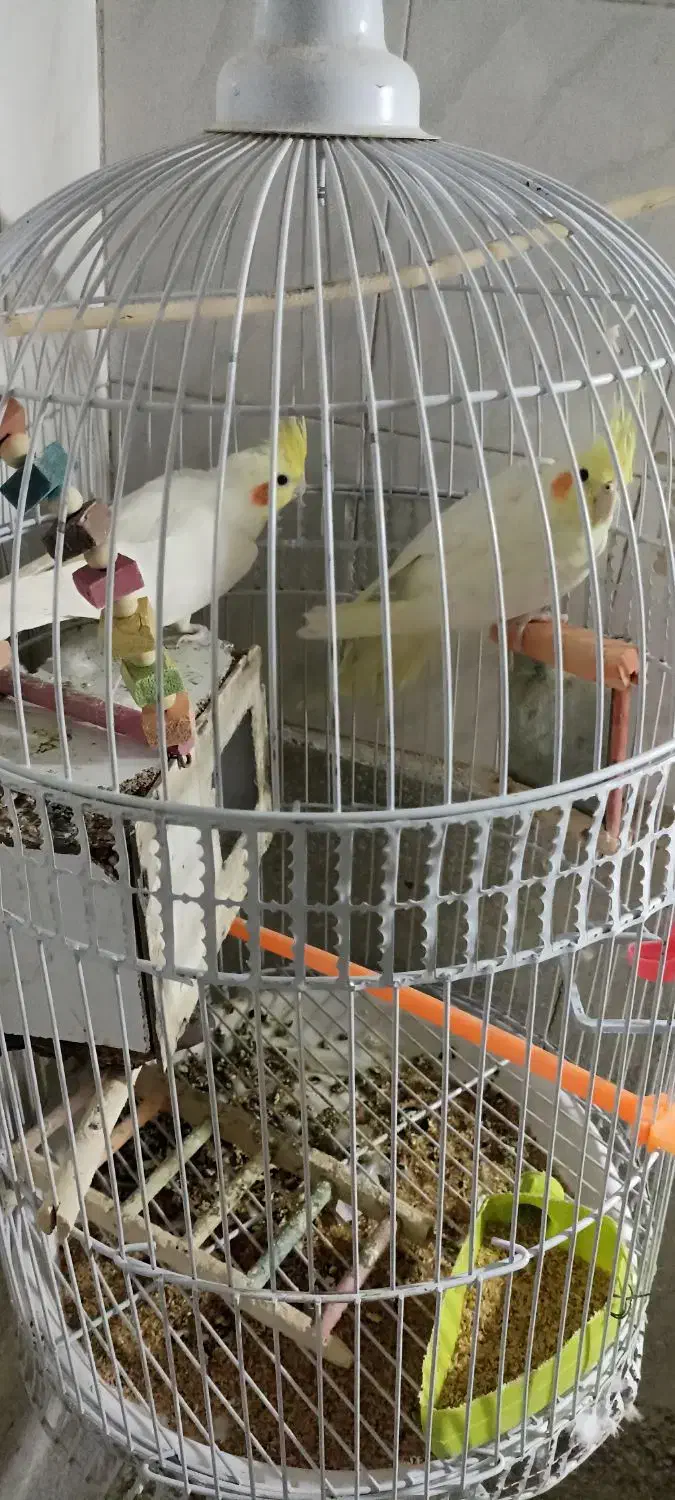 دو عدد عروس هلندی و مرغ عشق|پرنده|خواف, |دیوار