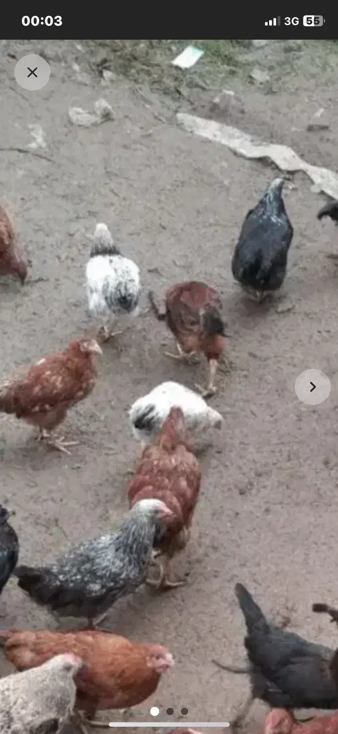 نمیچه ۴ ماهه|حیوانات مزرعه|چاف و چمخاله, |دیوار