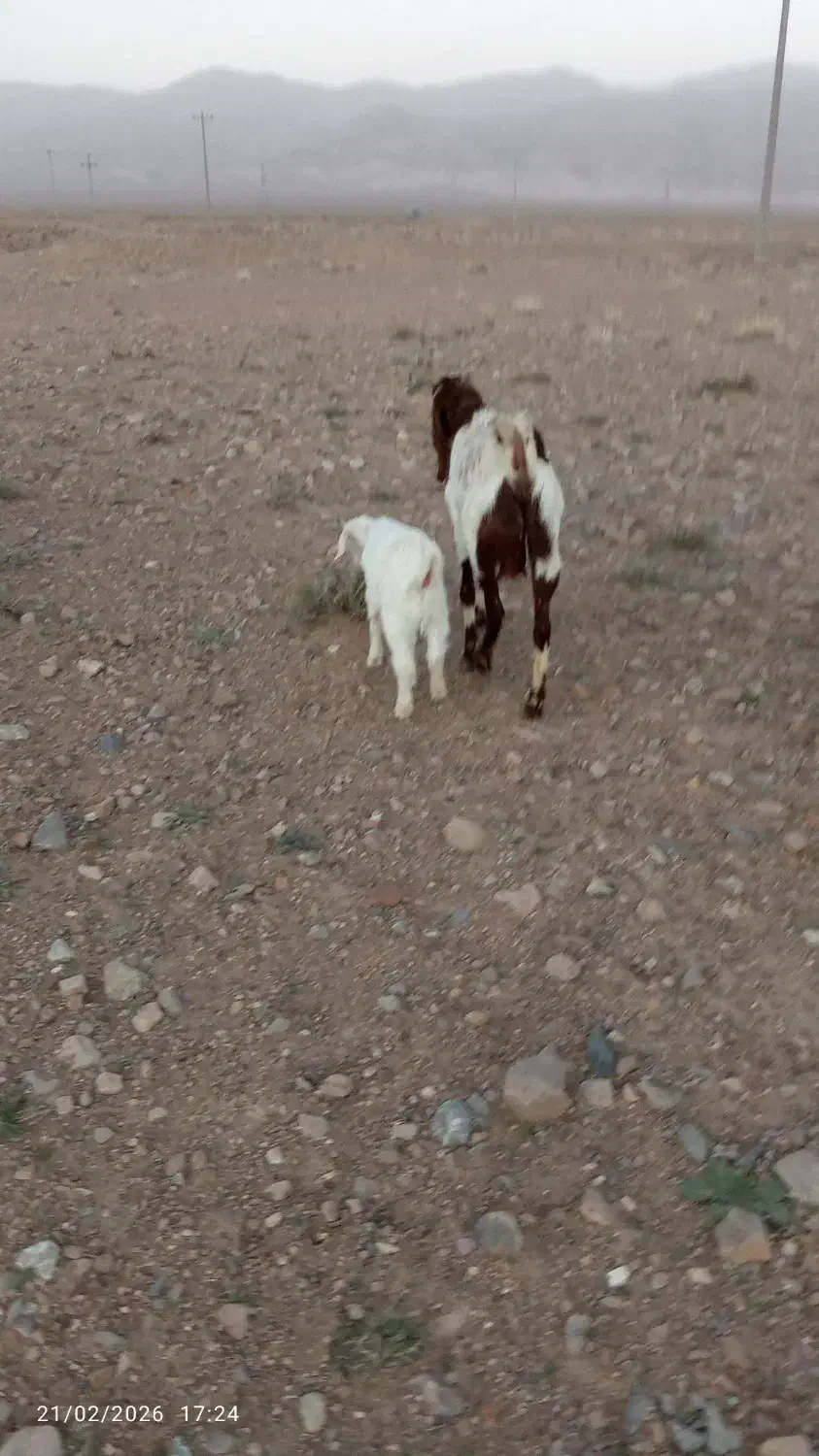 بز داشتی|حیوانات مزرعه|سده (خراسان جنوبی), |دیوار