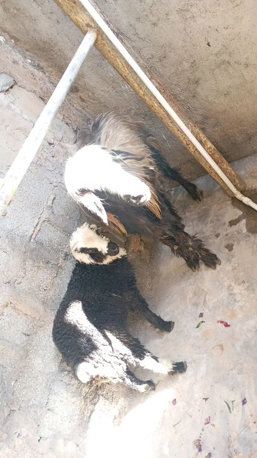 میش و بره|حیوانات مزرعه|مسجد سلیمان, |دیوار