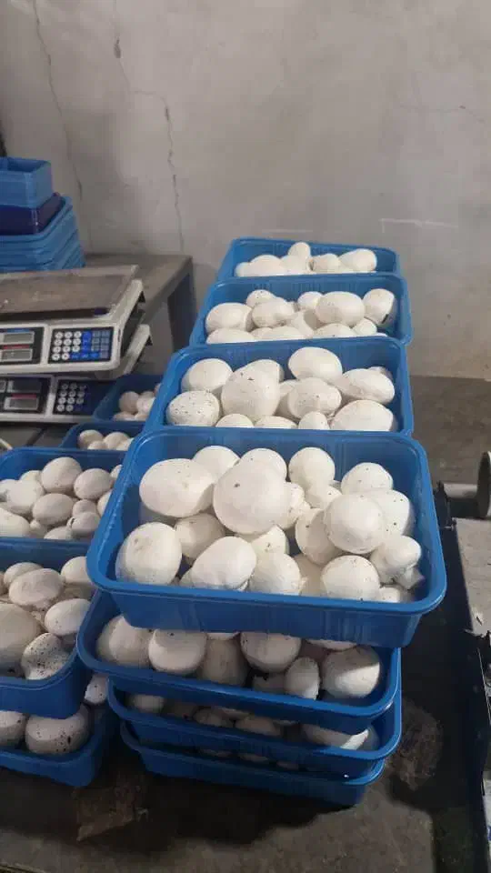 تولید و پخش قارچ درجه یک در محل زیر قیمت تابلو|خوردنی و آشامیدنی|هشتگرد, هشتگرد قدیم|دیوار