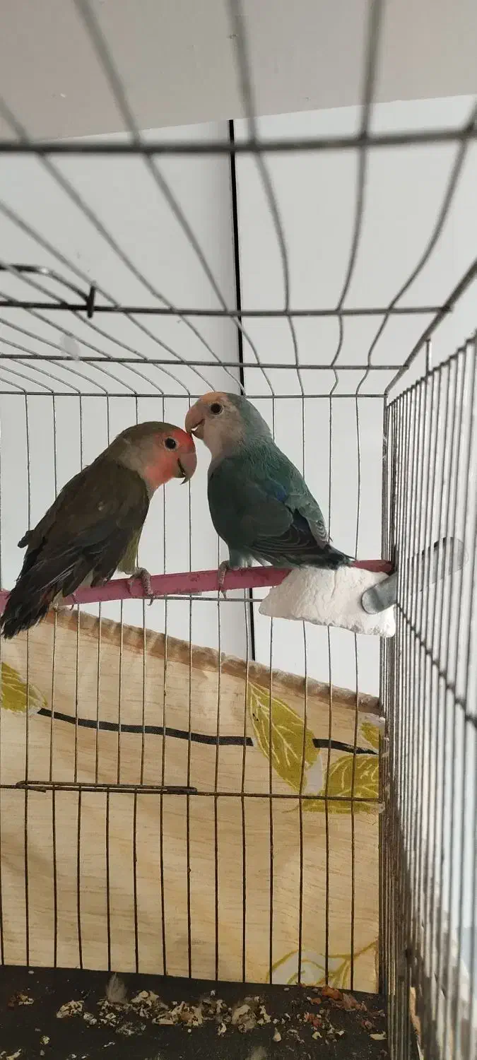 طوطی برزیلی|پرنده|قزوین, |دیوار