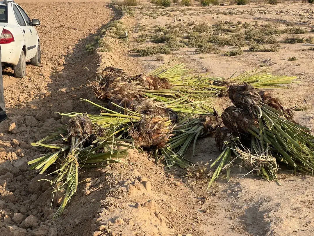 فروش انواع پاچوش نخل|خدمات باغبانی و درختکاری|لار, |دیوار