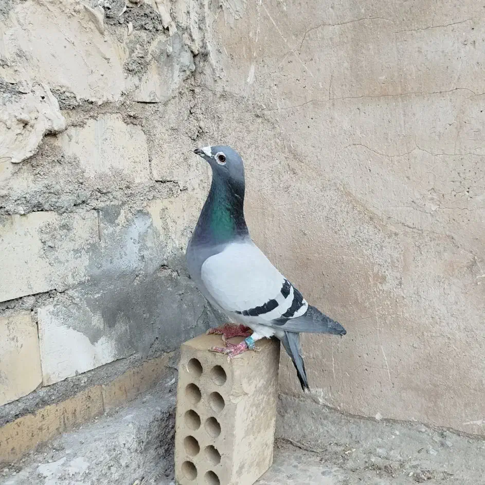 یک جفت مسافتی|پرنده|بندر امام خمینی, |دیوار