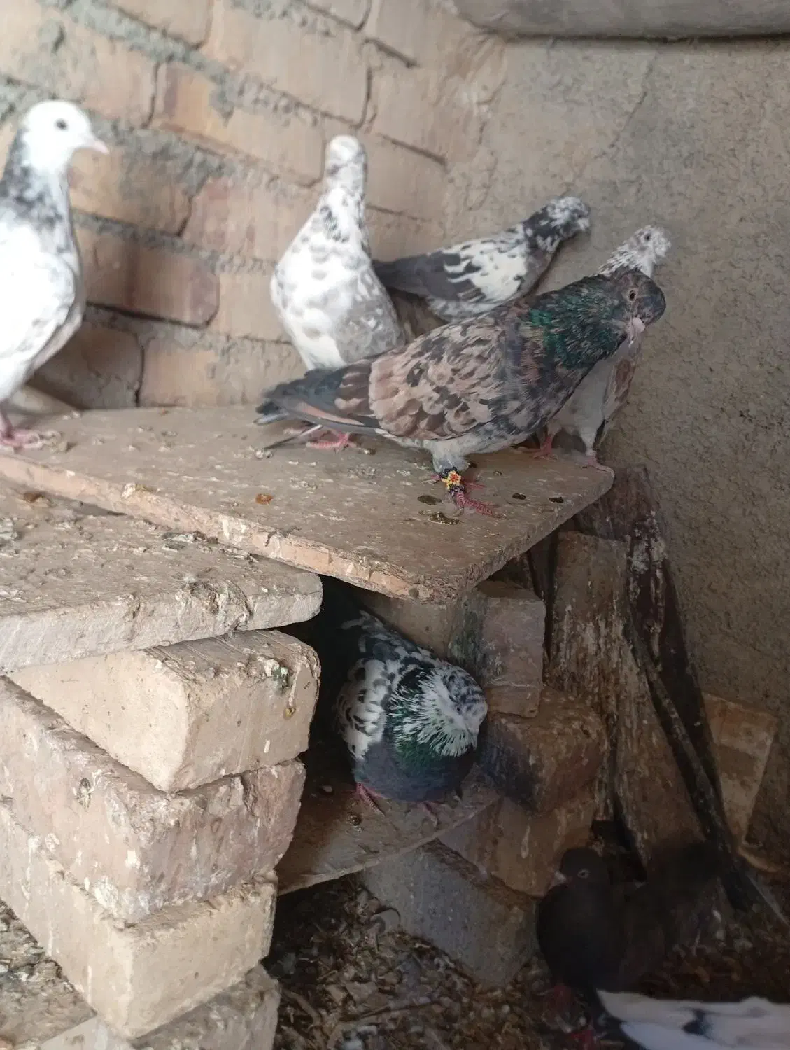 کفتر‌سرور|پرنده|خنداب, |دیوار